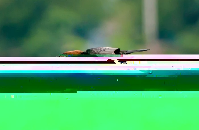 Specii rare de pasari in Delta Dunării FOTO SOR