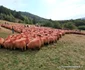 Turcana Regina muntilor sarbatoarea oierilor din Muntii Orastiei Foto Daniel Guță ADEVĂRUL (63) jpg