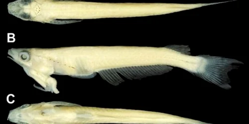 Noua specie de peşti se deosebeşte de toate celelalte prin poziţionarea organelor sexuale