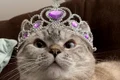 pisica nala instagram jpg
