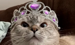 pisica nala instagram jpg