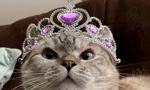 pisica nala instagram jpg
