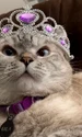 pisica nala instagram jpg