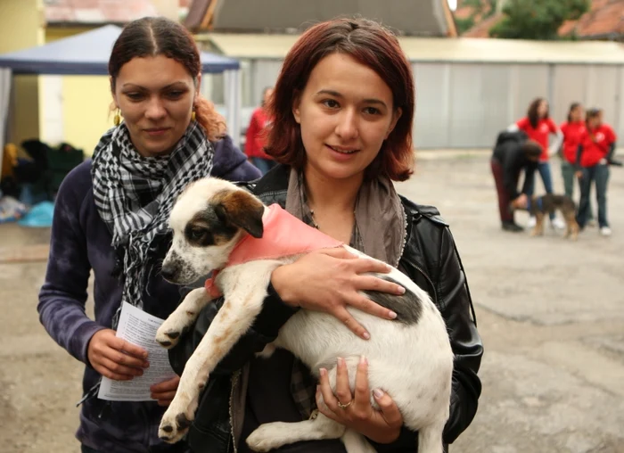 Braşovenii s-au arătat interesaţi să adopte în special câini