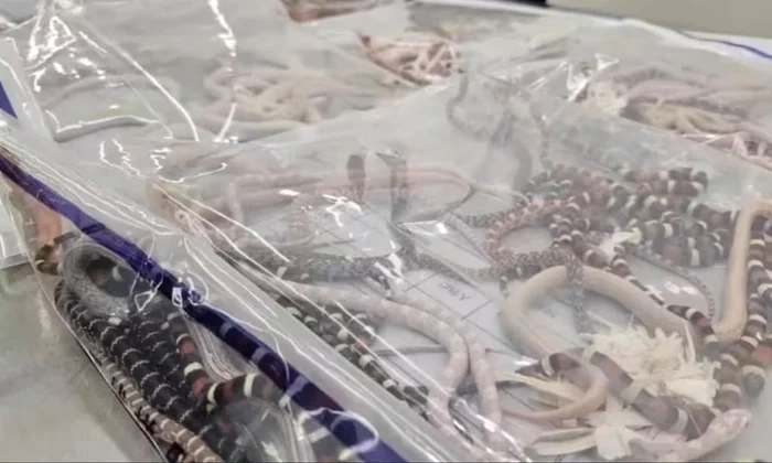 În total, bărbatul avea în buzunare 104 şerpi vii. Foto China Customs