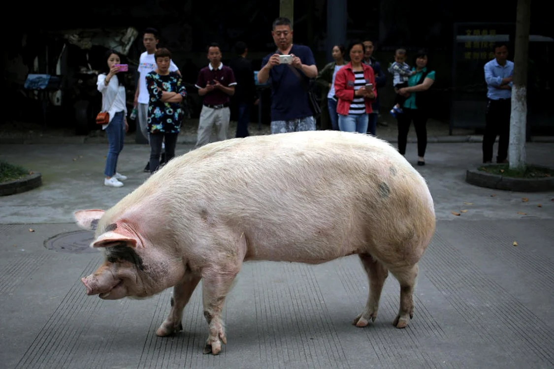 Porcul chinez Zhu Jianqiang Foto EPA EFE