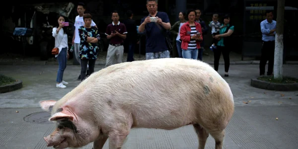 porc chinez Zhu Jianqiang foto epa efe