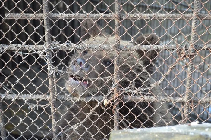 
    Cei cinci urşi ai lui Ianukovici au nevoie urgentă de ajutor (foto Vier Photen)  