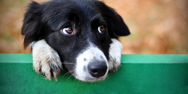 caine FOTO Shutterstock