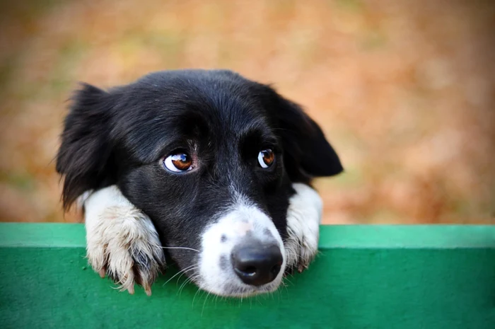 Există 7 coronavirusuri care provoacă boli la om  FOTO Shutterstock