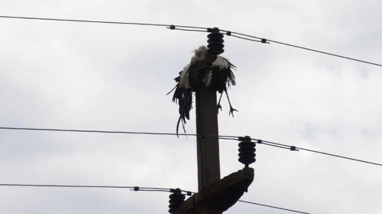 
    Berzelor le-a fost fatal contactul cu firele electriceFoto: "Adevărul"  