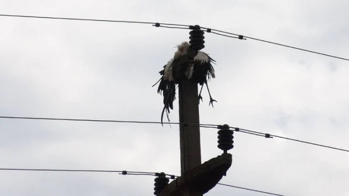 
    Berzelor le-a fost fatal contactul cu firele electriceFoto: "Adevărul"  