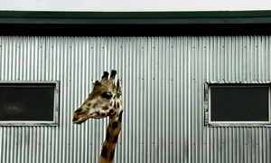 Bestiaire și Who Wants to Kill Jessie – lumi pe care le ignorăm, lumi care ne acaparează jpeg