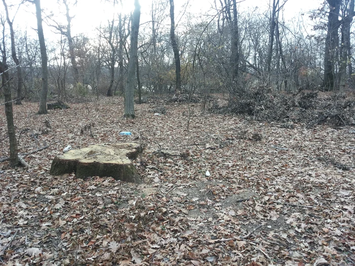 
    Pădurea s-a rărit văzând cu ochii (fotografii: Andreea Dancu)  