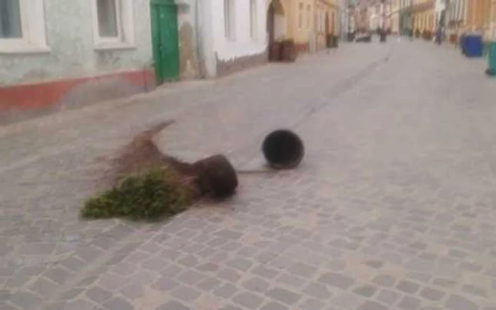 Tinerii au distrus tot ce le-a ieşit în cale pe strada Postăvarului. FOTOPoliţia Locală