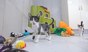 Și pisicile au parte de răsfăț la adăpostul din pădure jpeg