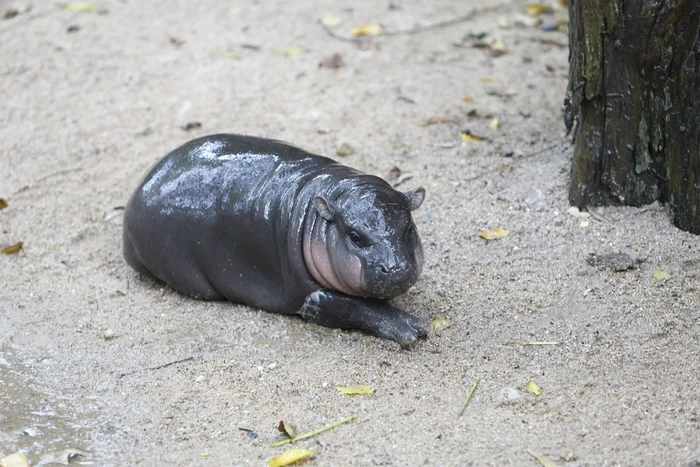 Puiul de hipopotam Moo Deng de la grădina zoologică Khao Kheow Open Zoo. FOTO Shutterstock