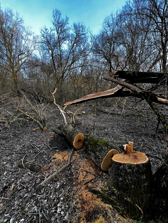 Tăieri ilegale de copaci la Igriș FOTO Romsilva