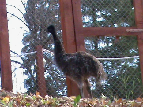 zoo resita
