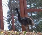 zoo resita