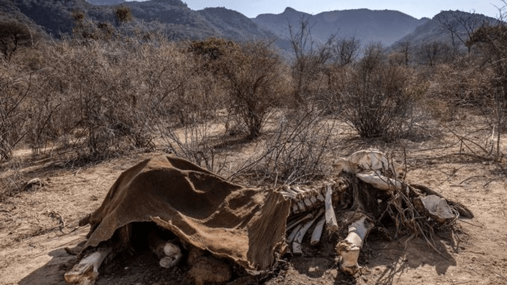 Sute de animale sălbatice, între care elefanți și zebre Gravy, au murit în Kenya din cauza secetei