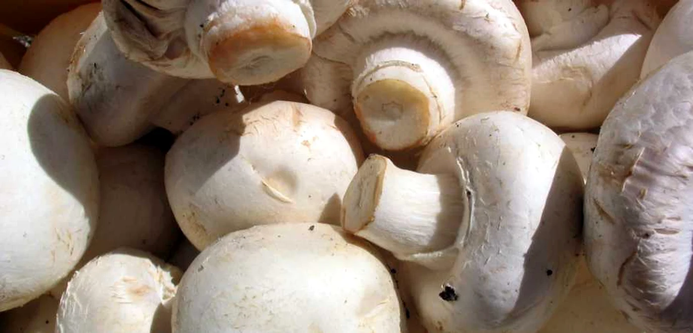 Ciupercile, sursă excelentă de substanţe nutritive FOTO Adevărul