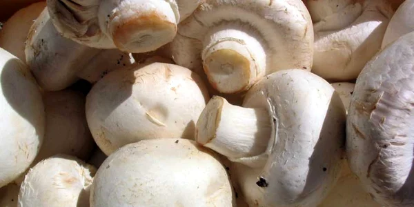 calarasi ciuperci