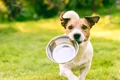 caine mancare istock jpg