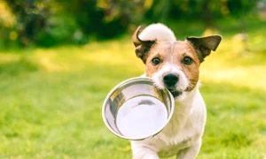 caine mancare istock jpg