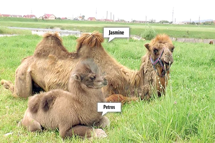 Puiul născut la Petroşani (FOTO: IMPACT ÎN GORJ)