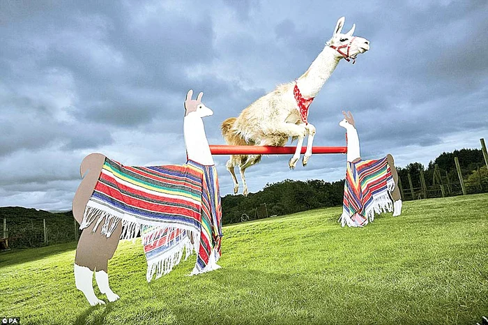 Lama Caspa se crede la Olimpiadă şi sare la 95 cm înălţime