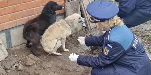 caini politisti FOTO IPJ Brăila 1