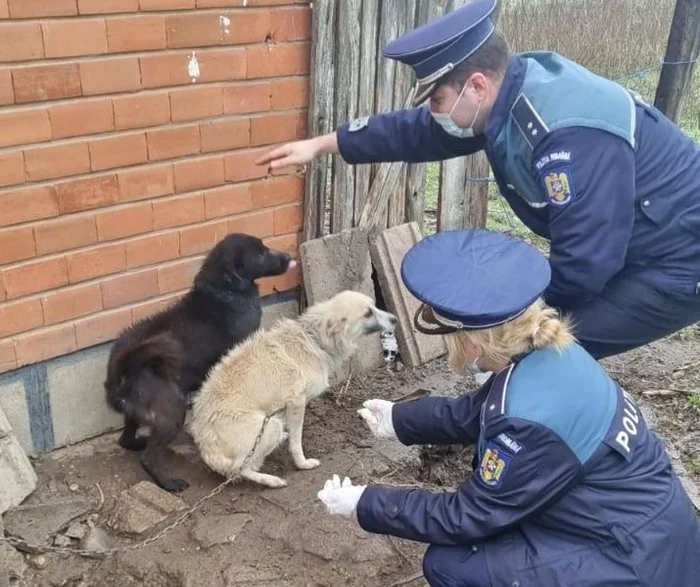 Câinii au fost preluaţi de poliţişti şi duşi la un asăpost de animale FOTO IPJ Brăila