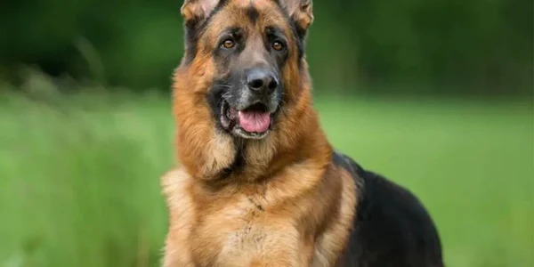 caine ciobanesc FOTO www.taramulanimalelor.com