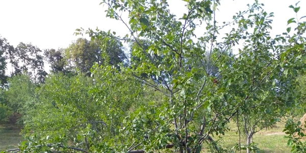 buzau