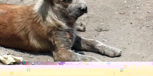 Animalele bolnave vor fi eutanasiate