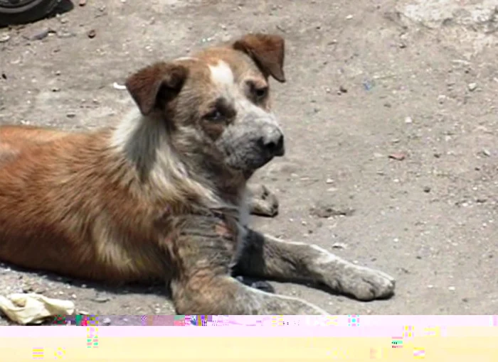 Animalele bolnave vor fi eutanasiate