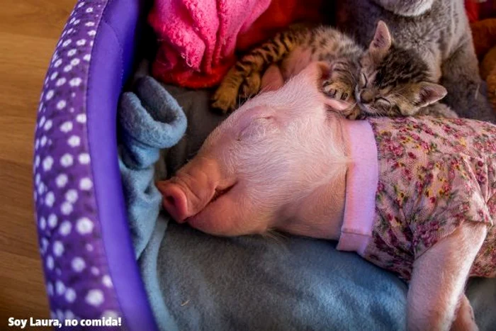 Laura și Marina dorm împreună