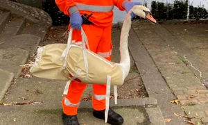 Lebăda a fost salvată în cele din urmă jpg