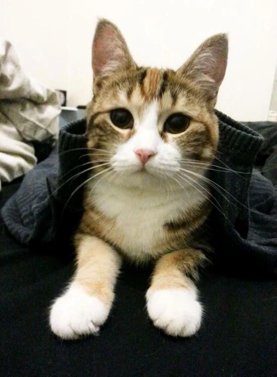 Kaylee, pisicuţa căreia îi place să toarcă în şosete. (Foto: WENN)