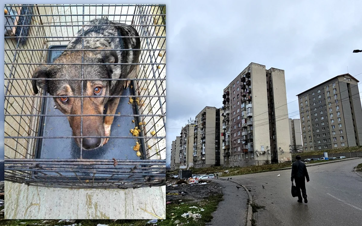 Cartierul Dallas din Vulcan. Foto: ADEVĂRUL. Unul dintre câinii confiscați. IPJ Hunedoara
