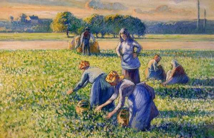 pissarro tablou La Cueillette des pois