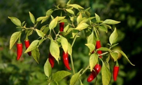 1 70429 original jpg jpeg