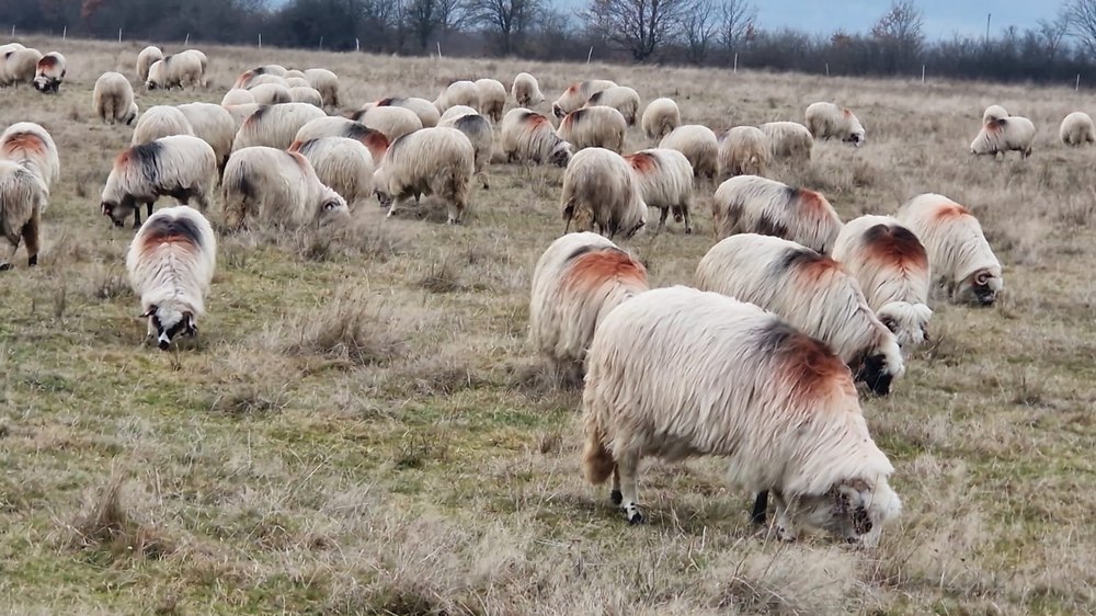 Focar de pestă la oi, într-un județ din România. Refrigerarea şi congelarea conservă virusul