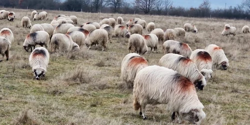 proprietarii de oi din comuna bihoreana sannicolau roman sunt terorizati de hoti foto laura gal 02 jpg