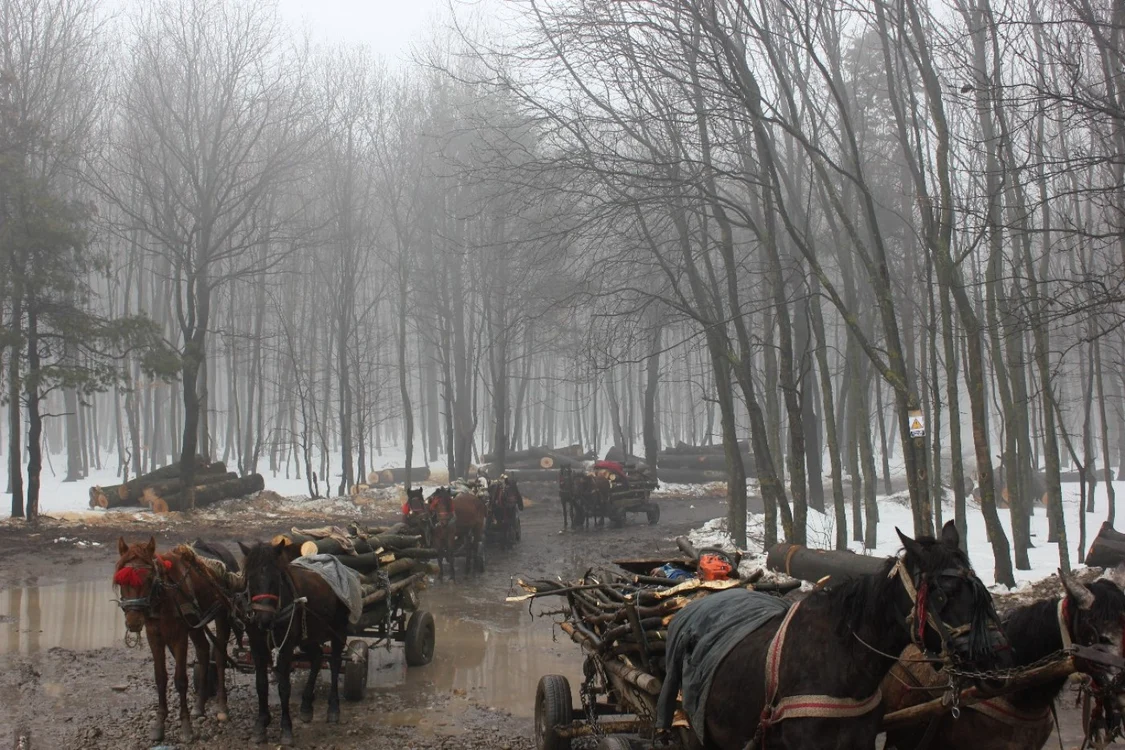 Lemnele erau transportate cu căruţele trase cai FOTO:adevarul