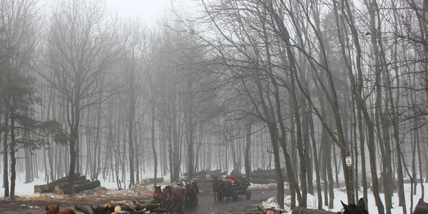Lemnele erau transportate cu căruţele trase cai FOTO