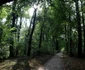 parcul dendrologic din simeria foto daniel guta adevarul