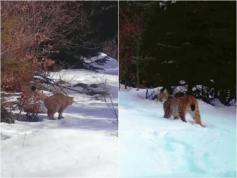 Feline sălbatice, văzute extrem de rar de oameni, filmate într-o pădure din Parcul Natural Apuseni VIDEO