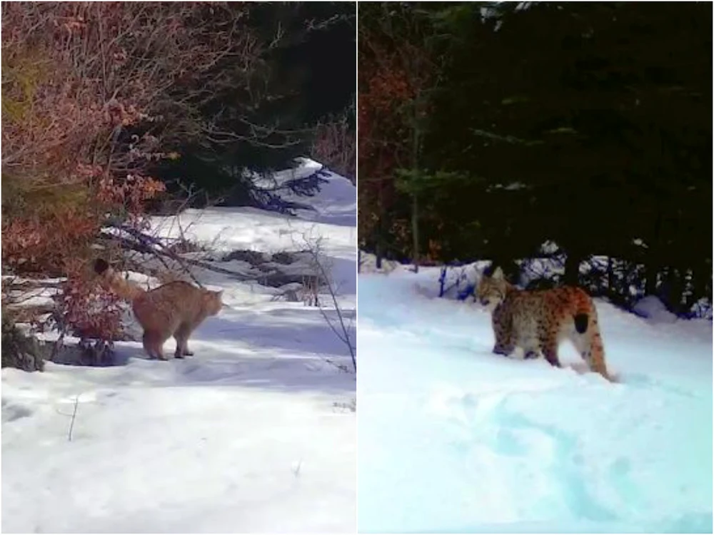 O pisică sălbatică și un râs, prin zăpadă în Apuseni FOTO captură video Facebook